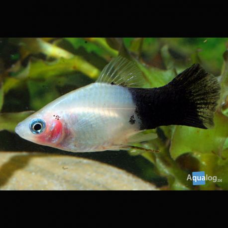 Xiphophorus maculatus Platys panda 