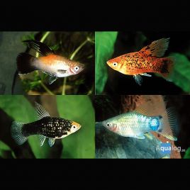 Xiphophorus maculatus Platy assortis 2-3cm lot de 10 + 3 offerts 18,50 €