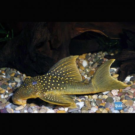 Baryancistrus Demantoides L200 lot de 2