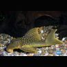 Baryancistrus Demantoides L200 6-7cm lot de 2
