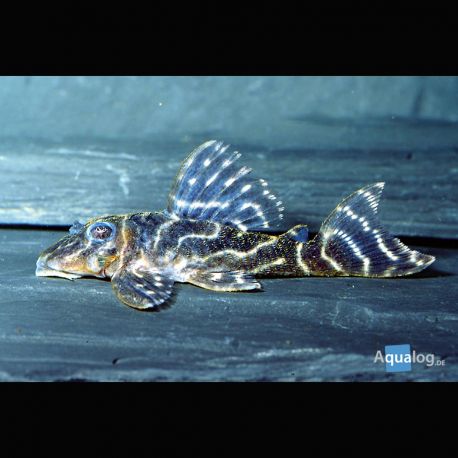 Hypancistrus Furunculus L199 7-8cm