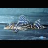 Hypancistrus Furunculus L199 7-8cm