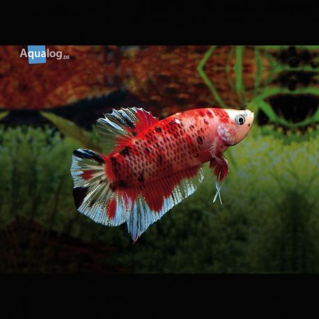 Betta Splendens Mâle-Combattant koï 28,60 €