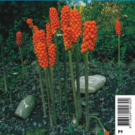 Arum italicum - Gouet d'Italie