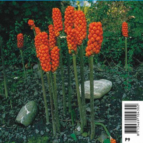 Arum italicum - Gouet d'Italie 2,95 €