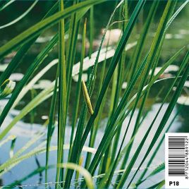 Acorus calamus pot 18 x18 cm