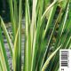 Acorus calamus Variegatus (Feuillage panaché) pot 18x18 cm Plantes de bassin A 9,95 €