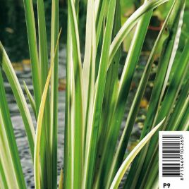 Acorus calamus Variegatus (Feuillage panaché) pot 18x18 cm