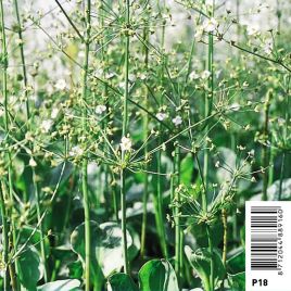 Alisma parviflora (blanc/wit) 3,95 €