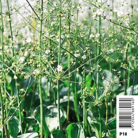 Alisma parviflora (blanc/wit) Plantes de bassin A 3,95 €