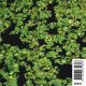 Azolla caroliniana - Fougère aquatique 3,95 €