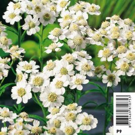 Achillea ptarmica blanches