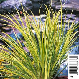 Acorus gramineus ogon pot 18 x 18 cm