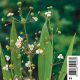 Alisma Lanceolata blanche Plantes de bassin A 2,95 €