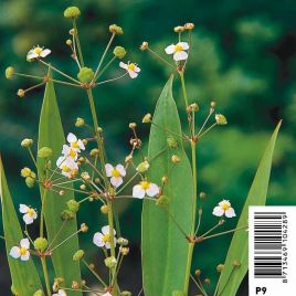 Alisma Lanceolata blanche