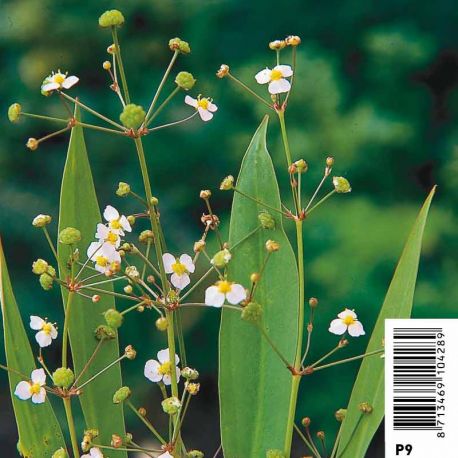 Alisma Lanceolata blanche Plantes de bassin A 2,95 €