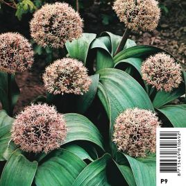 Allium karataviense - Ail ornemental