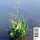 Alisma plantago-aquatica -Plantain d'eau