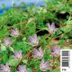 Anagallis tenella pot 18x18cm Plantes de bassin A 7,95 €