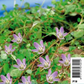 Anagallis tenella pot 18x18cm