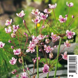 Butomus umbellatus - Jonc fleuri 8,95 €