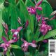 Bletilla striata - Orchidée Japonaise 3,95 €