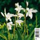 Bletilla striata alba - Orchidée japonaise 3,95 €