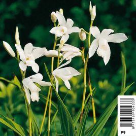 Bletilla striata alba - Orchidée japonaise