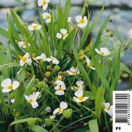 Baldellia ranunculoïdes - Pmantain fausse renonoule 3,95 €