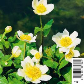 Caltha palustris Alba - Souci d'eau blanc