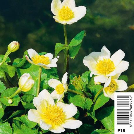 Caltha palustris Alba - Souci d'eau blanc Plantes de bassin C 9,95 €