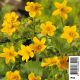 Caltha palustris jaune - Populage - souci d'eau - chaudière d'enfer Plantes de bassin C 2,95 €