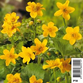 Caltha palustris jaune pot 18 x 18cm - Populage - souci d'eau - chaudière d'enfer Plantes de bassin C 8,95 €
