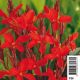 Canna rouge pot 18 x 18cm Plantes de bassin C 12,00 €