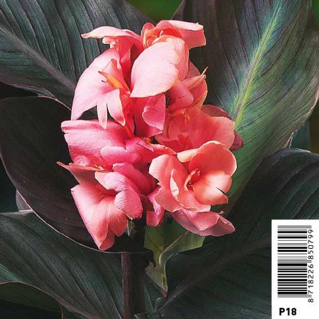 Canna rose pot 18 x 18cm Plantes de bassin C 12,00 €