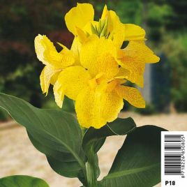 Canna jaune pot 18 x 18cm Plantes de bassin C 12,00 €
