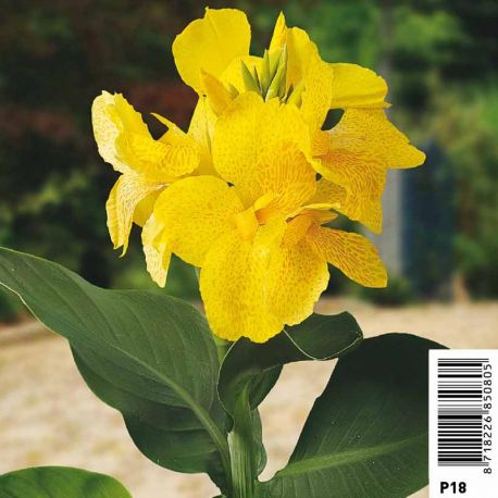 Canna jaune pot 18 x 18cm 12,00 €