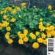 Caltha palustris Multiplex (jaune double) Plantes de bassin C 3,95 €