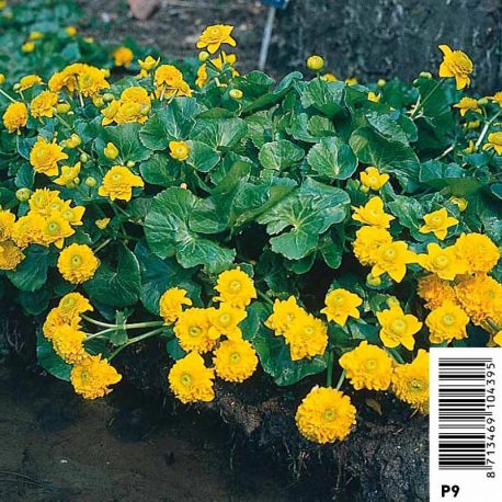 Caltha palustris Multiplex (jaune double) Plantes de bassin C 3,95 €