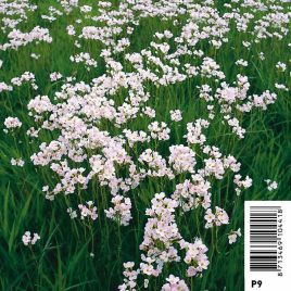 Cardamine praetensis - Cresonette 3,95 €