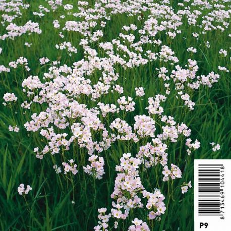 Cardamine praetensis - Cresonette Plantes de bassin C 3,95 €