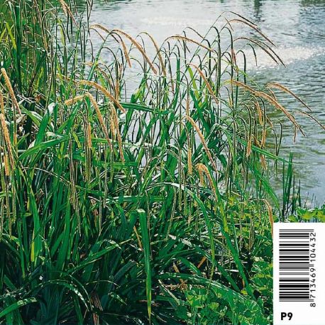 Carex pendula (épis/gras) Plantes de bassin C 3,95 €