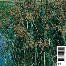Cyperus longus - Souchet 3,95 €