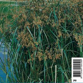 Cyperus longus - Souchet