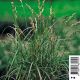 Carex muskingumensis - Souchet à feuilles alternes Plantes de bassin C 2,95 €