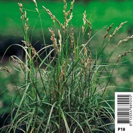 Carex muskingumensis - Souchet à feuilles alternes Plantes de bassin C 2,95 €
