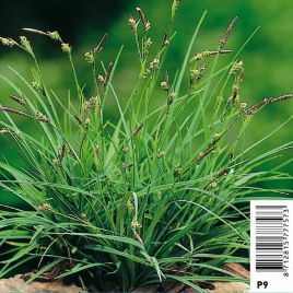 Carex panacea - Haiche