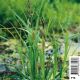 Carex riparia - Laîches 2,95 €