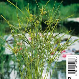 Cyperus alternifolius - Souchet ombrelle