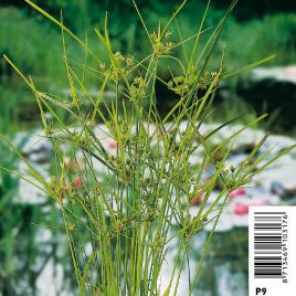 Cyperus alternifolius - Souchet ombrelle Plantes de bassin C 8,95 €